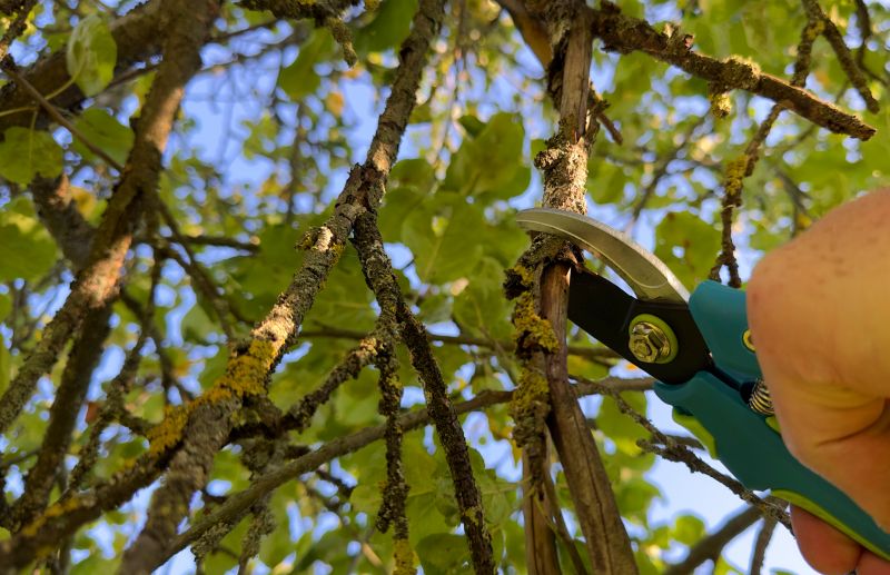 Annual Pruning