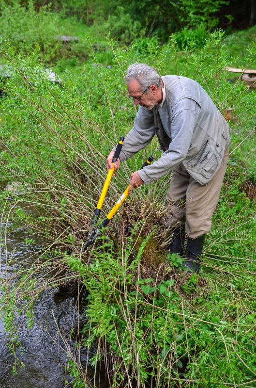 Annual Pruning