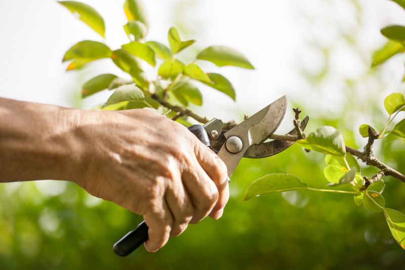 Annual Pruning