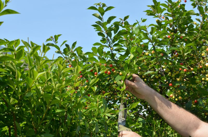 Summer Pruning Techniques