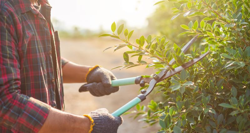 Autumn Pruning Tools