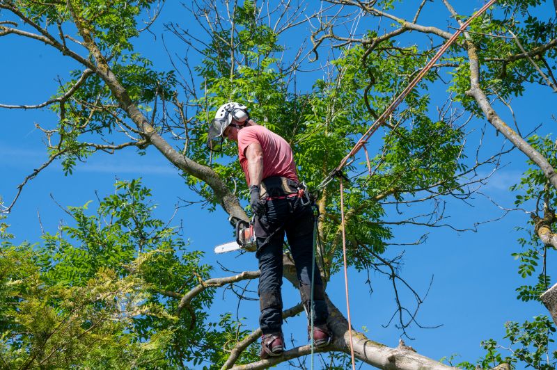 Arborist Pruning in Reno, NV