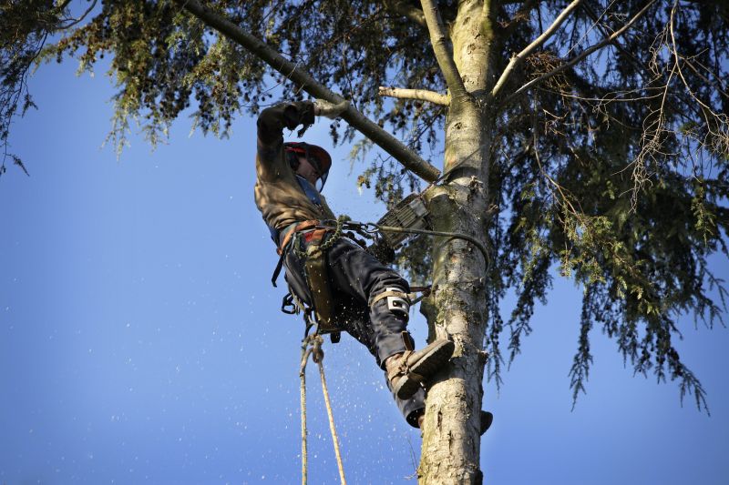 Arborist Spraying in Reno, NV