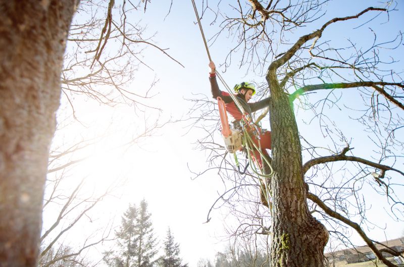Arborist Tree Service in Reno, NV
