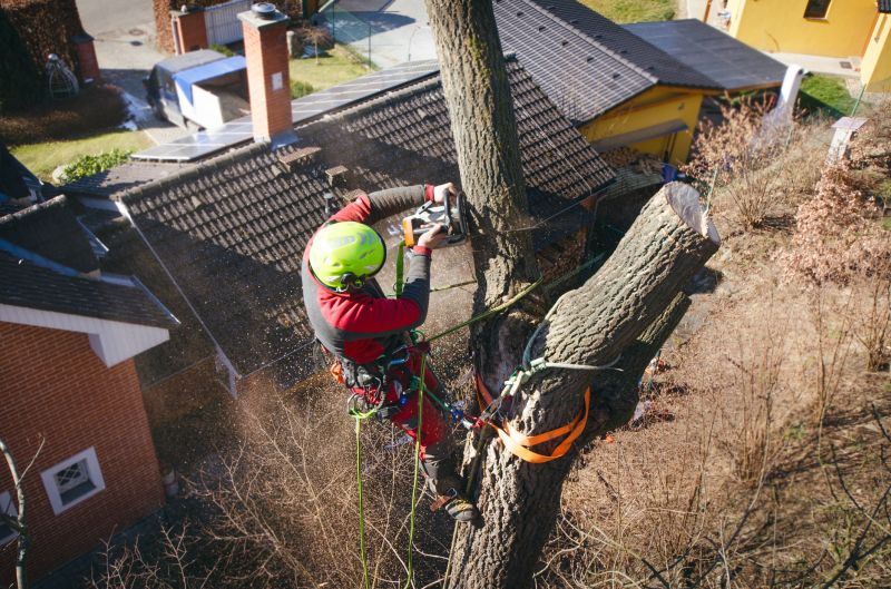Arborist Tree Service in Reno, NV