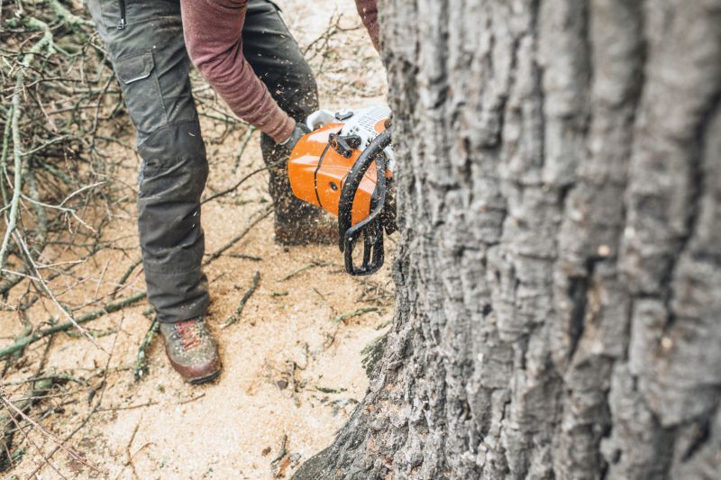 Arborist Tree Service in Reno, NV