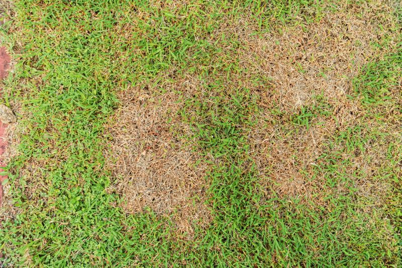 Damaged Yard Repair in Honolulu, HI