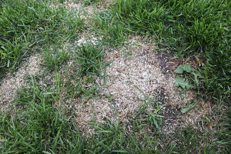 Damaged Yard Repair in Honolulu, HI