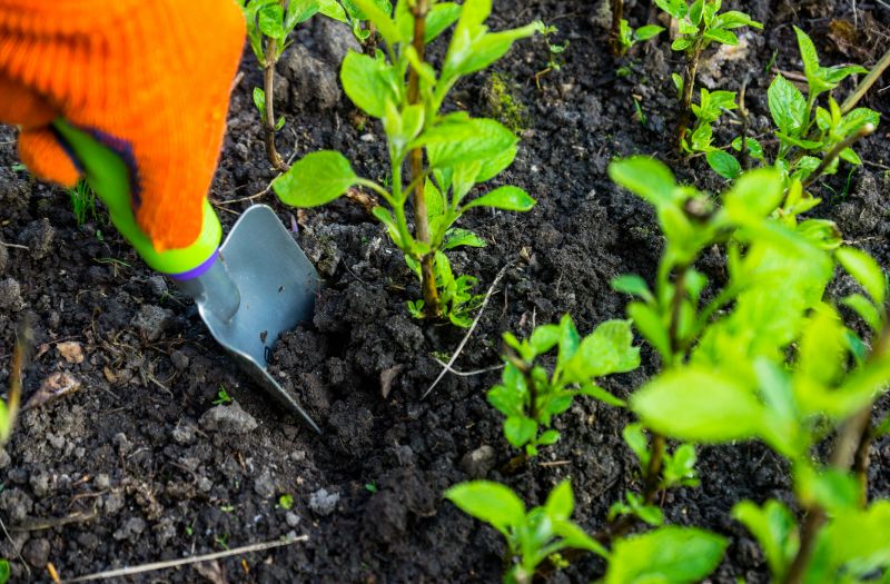 Hydrangea Planting in Ventura County, CA