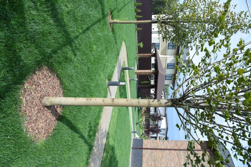 Japanese Cherry Tree Planting in Ventura County, CA