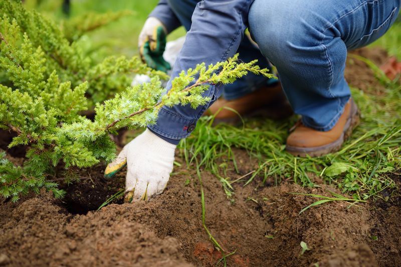 Japanese Cherry Tree Planting in Ventura County, CA