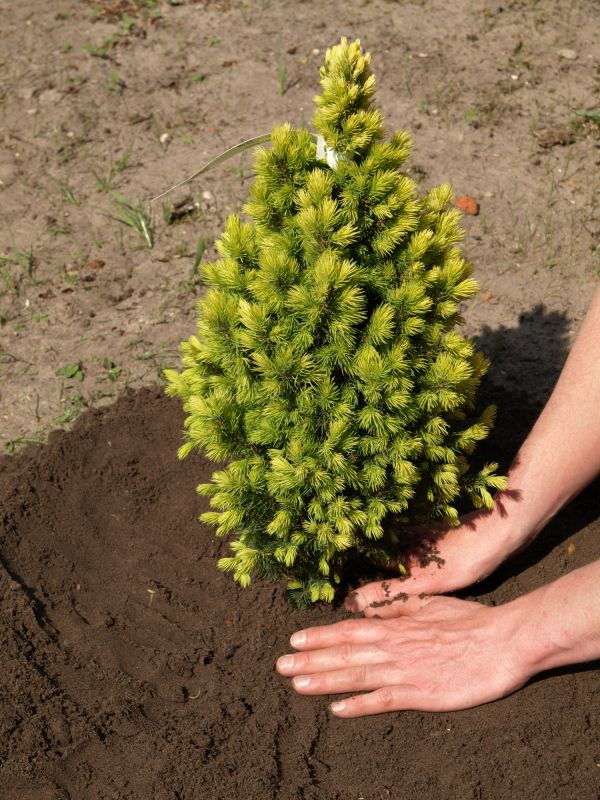 Japanese Maple Planting in Honolulu, HI