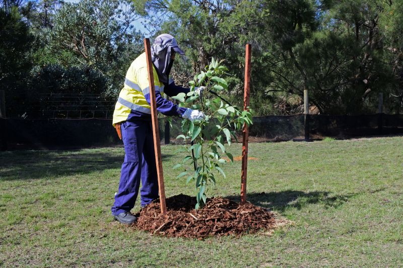 Maple Tree Planting in Honolulu, HI