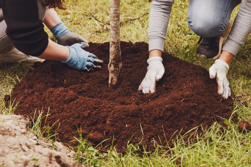 Maple Tree Planting in Ventura County, CA