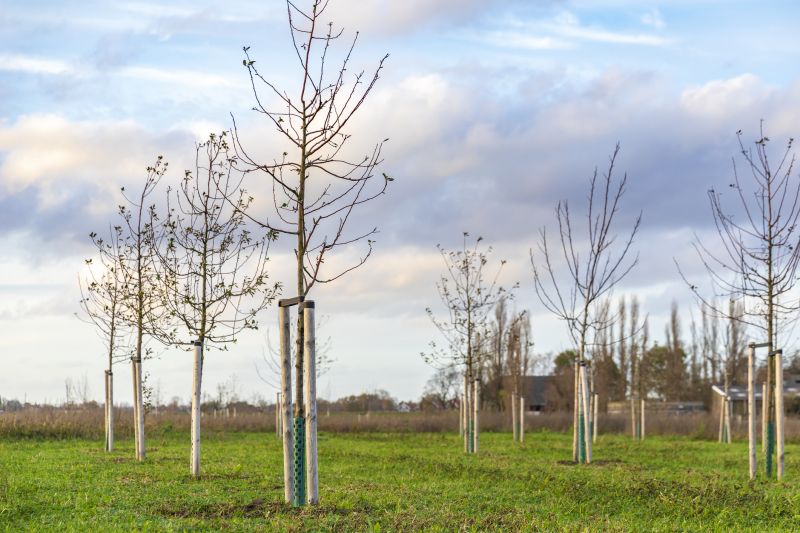 Maple Tree Planting in Ventura County, CA