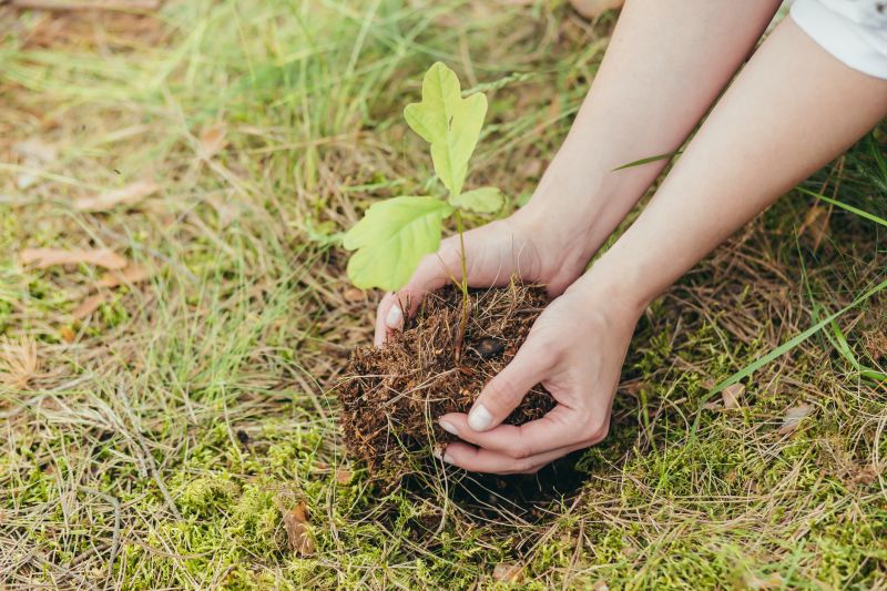 Oak Tree Planting in Honolulu, HI