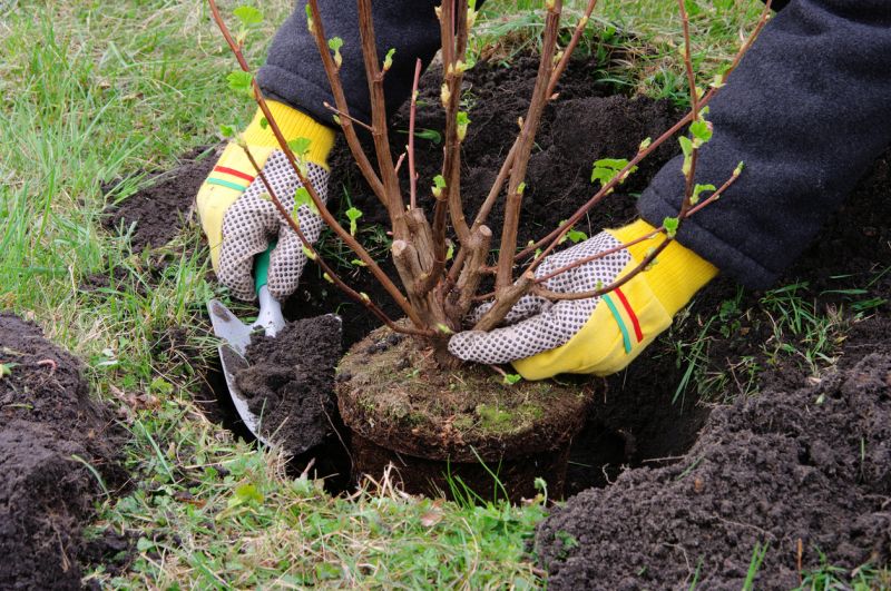 Planting Service in Ventura County, CA
