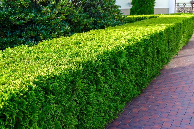 Privacy Hedge Planting in Honolulu, HI