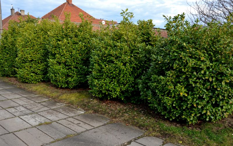 Privacy Hedge Planting in Honolulu, HI