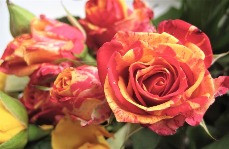 Rose Bush Planting in Ventura County, CA