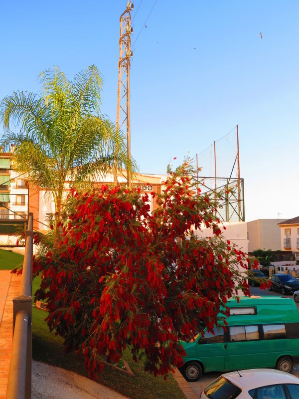 Shrub Replacement in Ventura County, CA