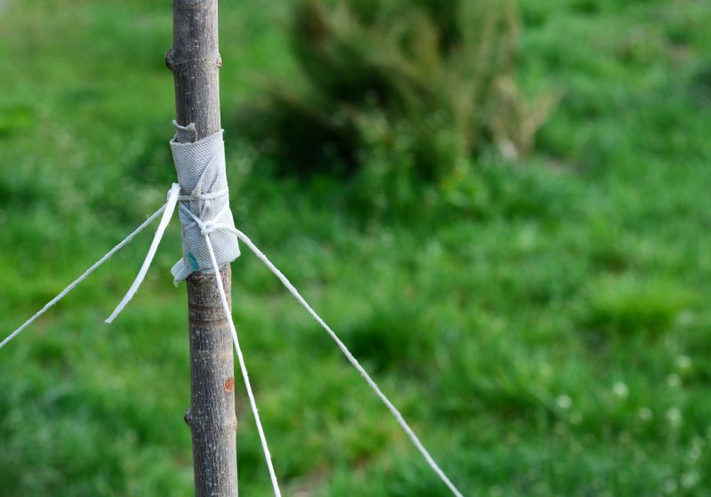 Tree Cabling Service in Reno, NV