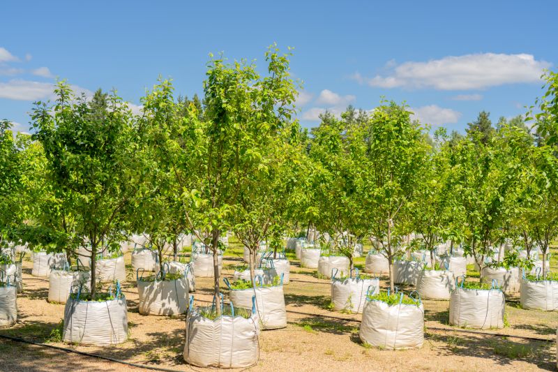 Tree Installation Service in Honolulu, HI