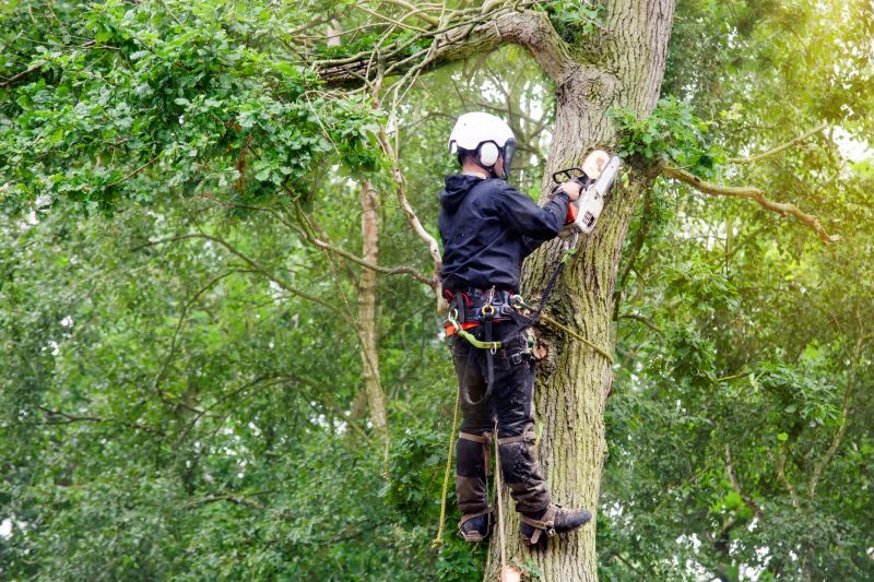 Professional pruning crew at work