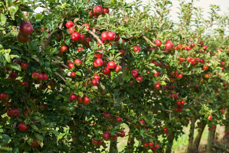 Fruit Tree Planting in Ventura County, CA