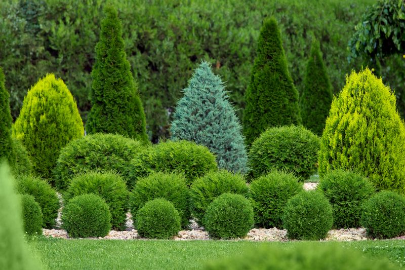Privacy Shrub Planting in Honolulu, HI
